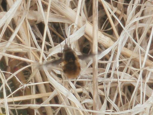 beefly